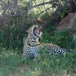 Why You Need to Book a South African Safari