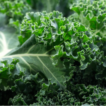 Where did Kale come from?