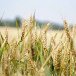 Is Gluten Intolerance linked to Glyphosphate?